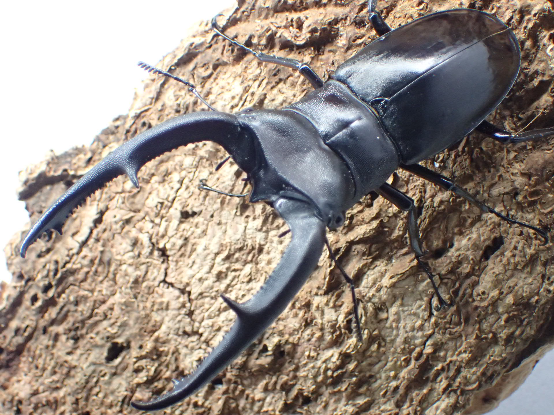 マンディブラリスフタマタクワガタ 105ミリ 【公式通販】