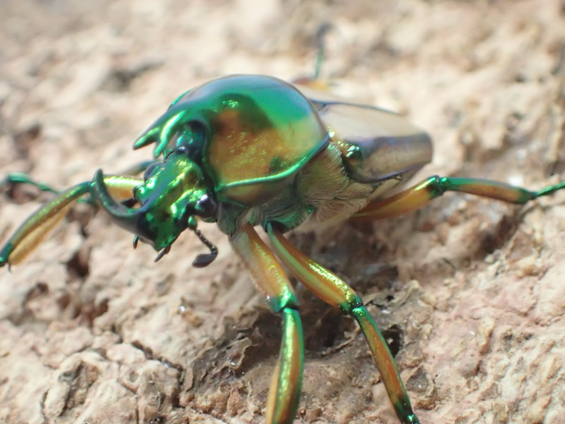 お得！カナブン、ハナムグリ4匹セット。外国産。 お得！カナブン