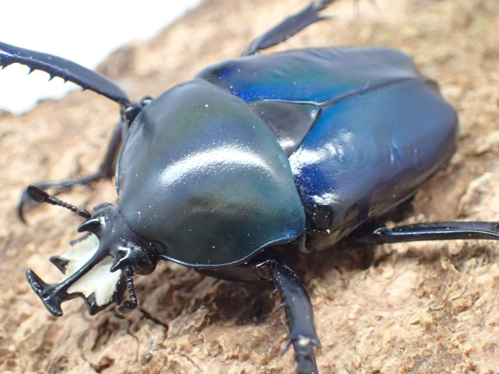 ガテマラ産 クルグイツノハナムグリ 39mm むしやどんぐり / カナブン