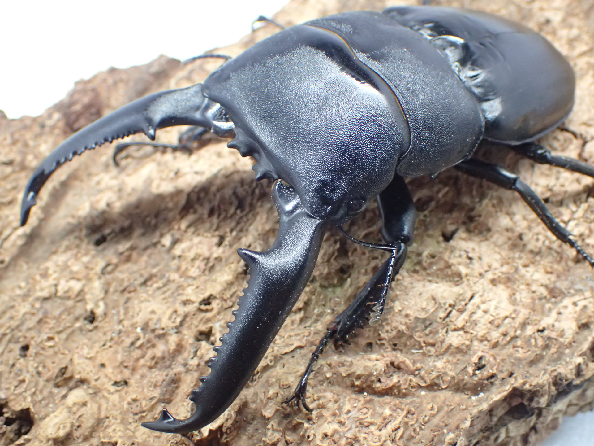 アルキデスヒラタクワガタ ♂70ミリ～♂74ミリ5ペアー・アチェ・短歯