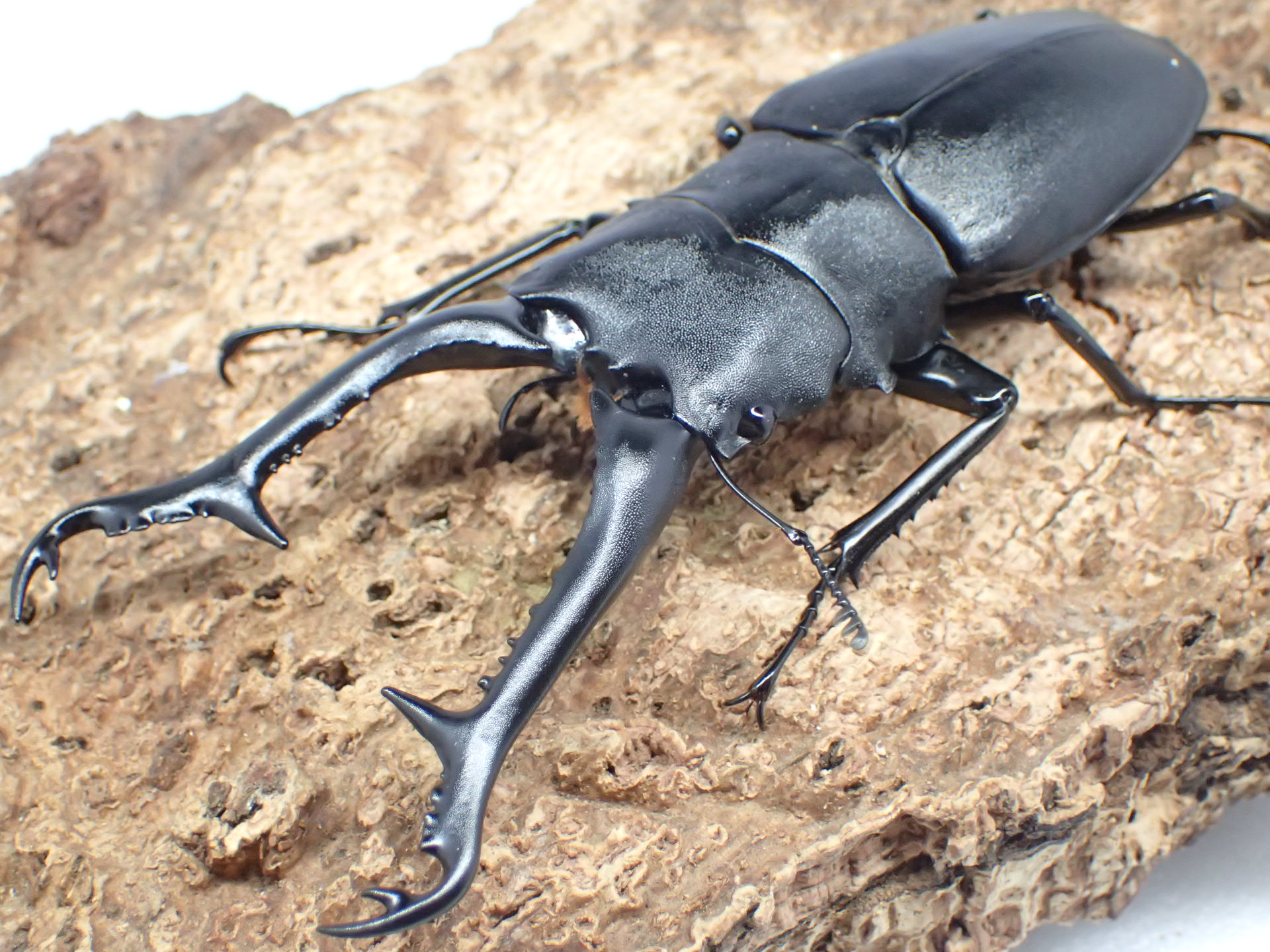 ☆ ケイスケ ギラファノコギリクワガタ ☆ フローレス島 ☆ ♂8匹 ♀5