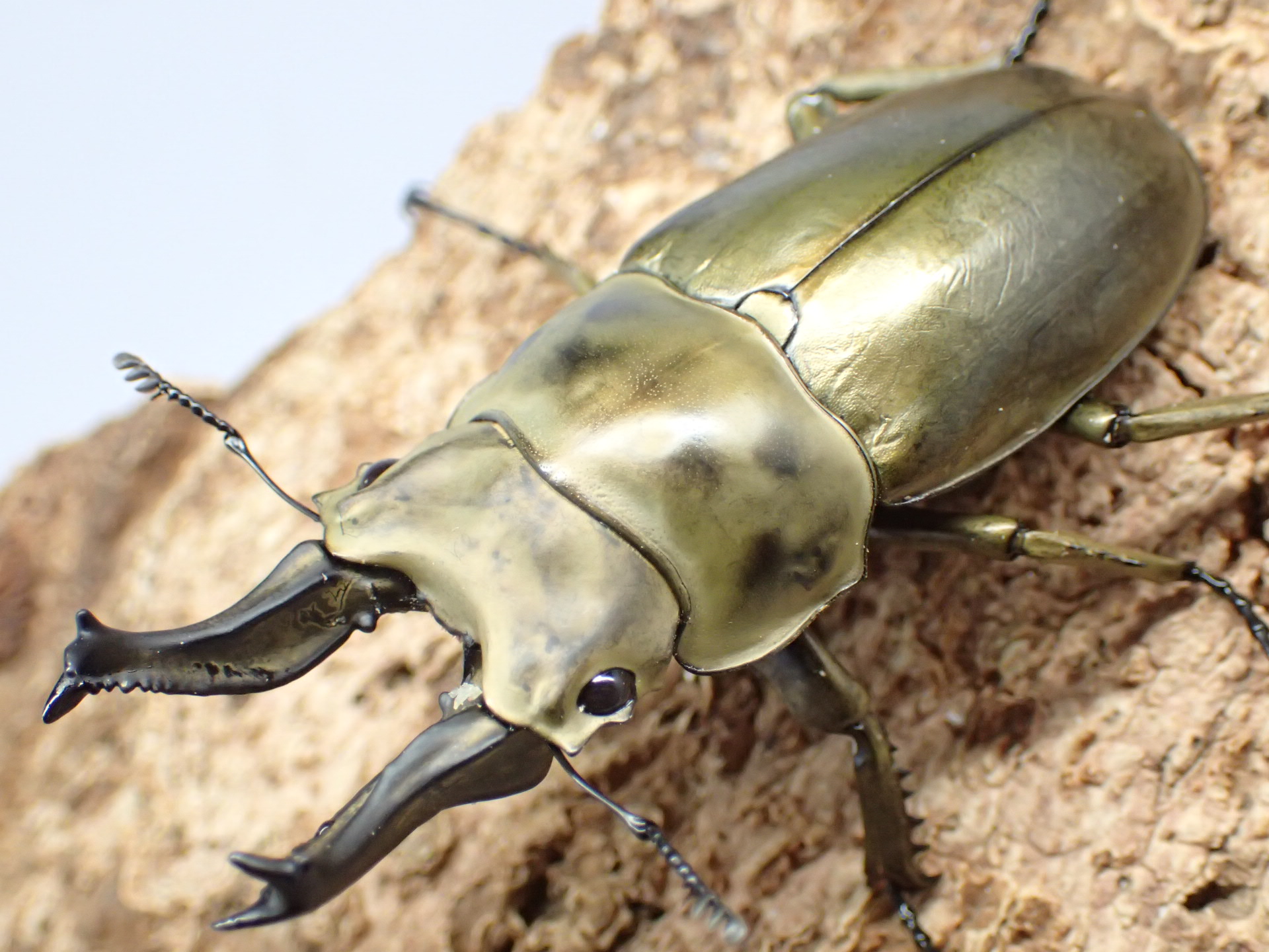 むしやどんぐり / ローゼンベルグオウゴンオニクワガタ