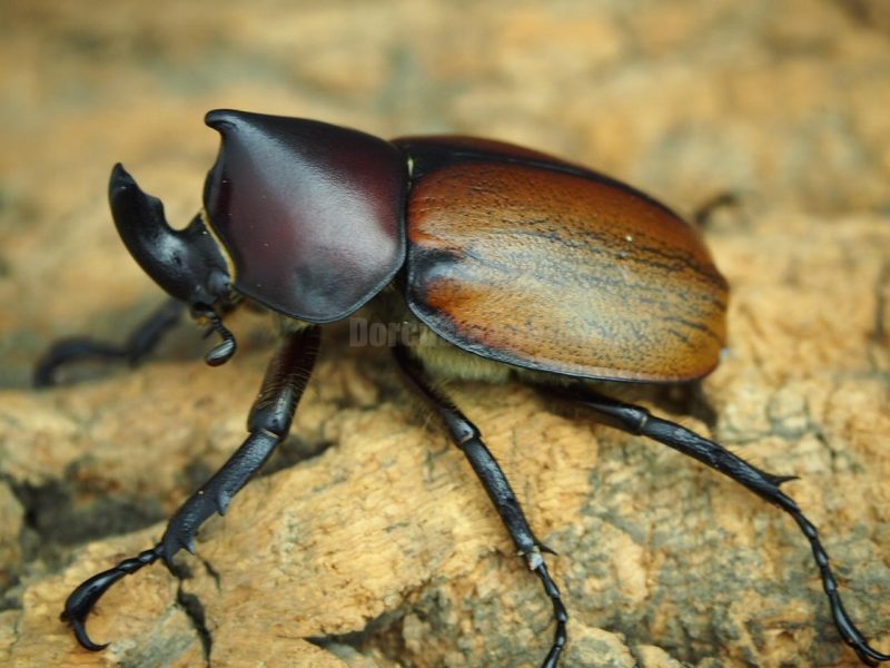 フンボルトヒナカブト(form nero)WILDペア | Dorcus-Saga
