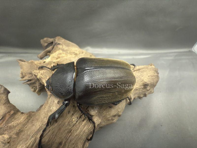 アヌビスゾウカブト（ブラジル産）成虫ペア | Dorcus-Saga