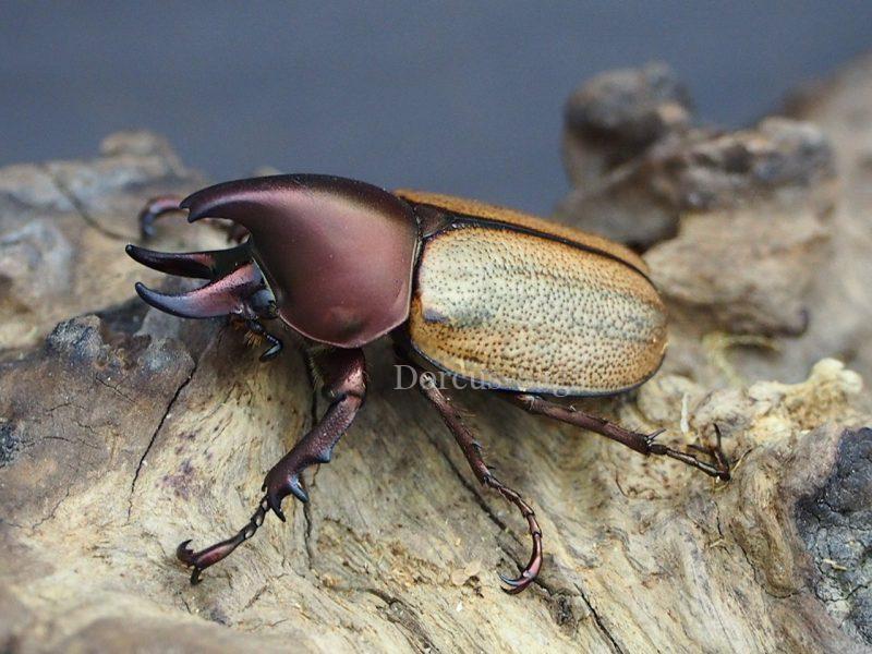 ブラジル産 デュポンカラカナヒナカブト 28mm IMG_2065-300x300.jpg