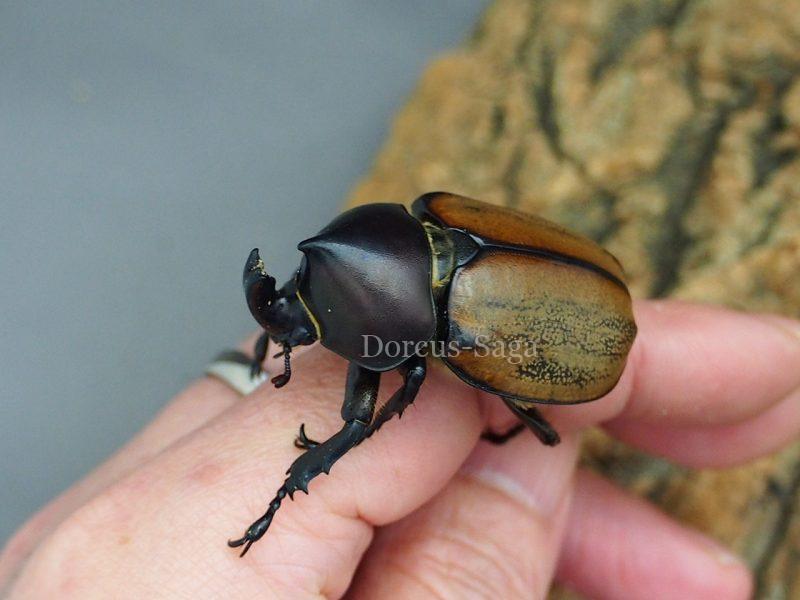 ペルー産特大フンボルトヒナカブト45mm39mm ペア