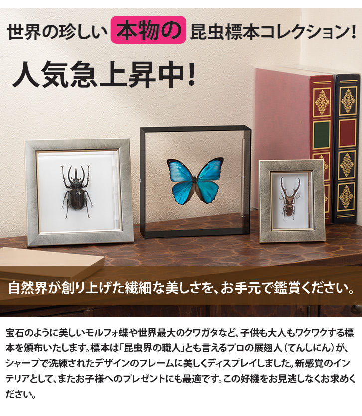 昆虫標本コレクション！アトラスカブトムシ- 三宝堂オンラインショップ