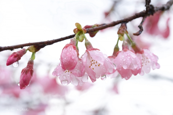 雨上がりの桜・・・