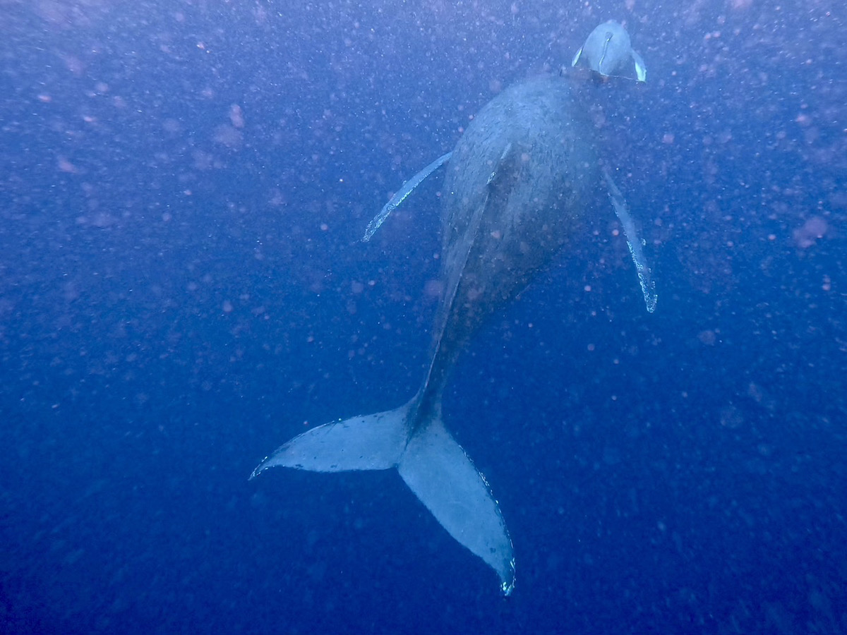 2024 ホエールスイム7日目・親子クジラ | Dive Linker (沖縄ダイブ
