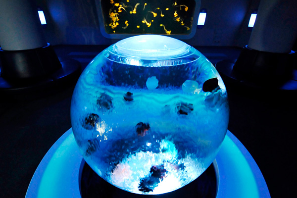 クラゲファンタジーホール | 展示 | 新江ノ島水族館