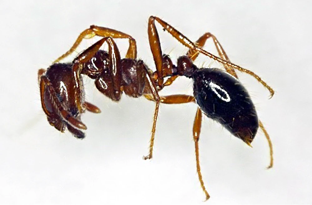 地上のアリは3％。アリの巣が見つからないときの退治方法は？｜アリ