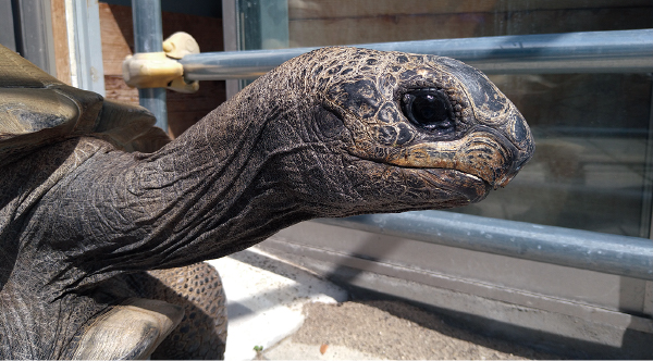 ☆（生き生きシリーズ）☆アルダブラゾウガメ☆（強品）☆ アルダブラ