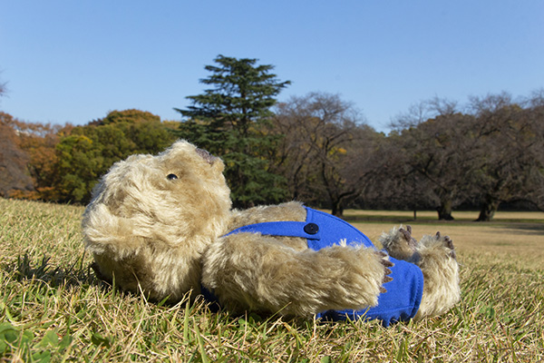 送料無料）くまの子ウーフ×シュタイフ ぬいぐるみ | 絵本ナビ | グッズ