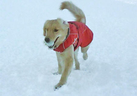 フルッタ（Hurtta） ウィンタージャケット 風、雨、雪に強い【HOUNDTEX