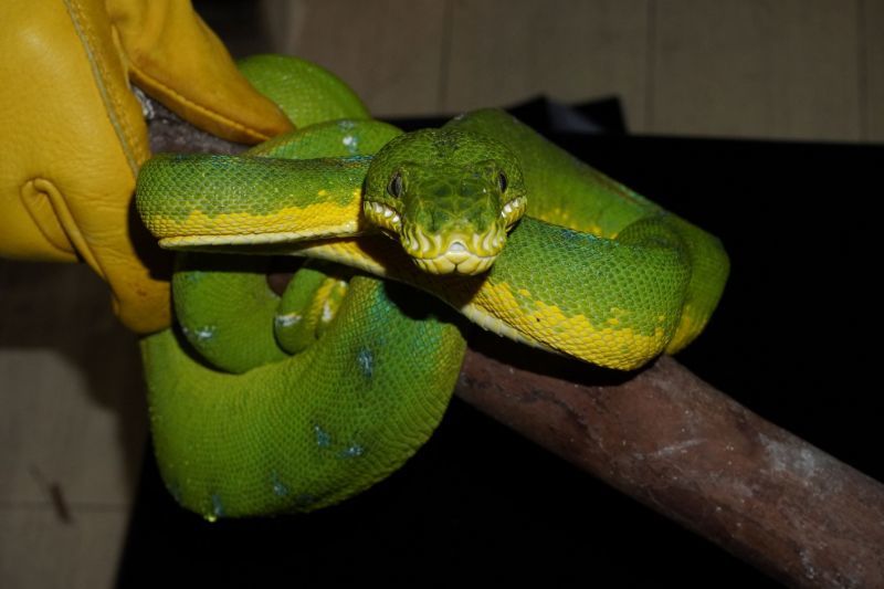 エメラルドツリーボア イエローベリーフレンチギアナボーダー 販売