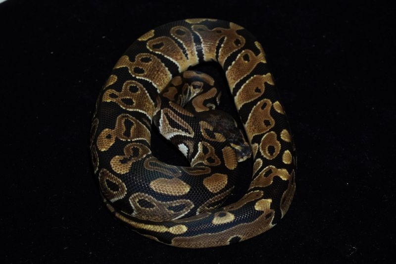ボールパイソン ノーマル ♂ 販売 エキゾチックサプライ 大阪