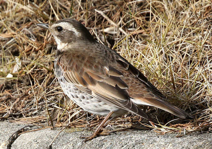 野鳥シリーズ45 ツグミ、クロツグミ | あきた森づくり活動サポートセンター