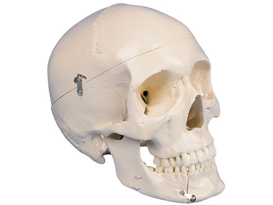 ERLER ZIMMER 人体模型 頭蓋骨 Amazon.co.jp: ERLER ZIMMER (ドイツ