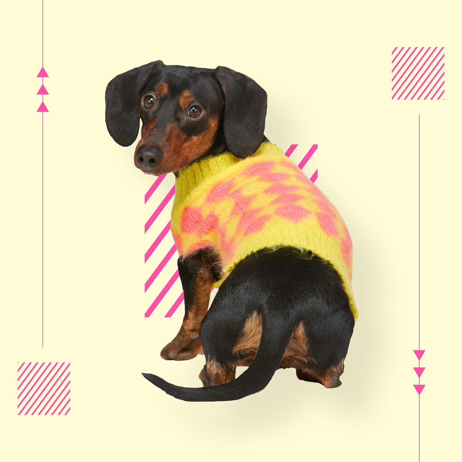 犬用ダウンが揃う「モンクレール ジーニアス」新作、ジレやレイン