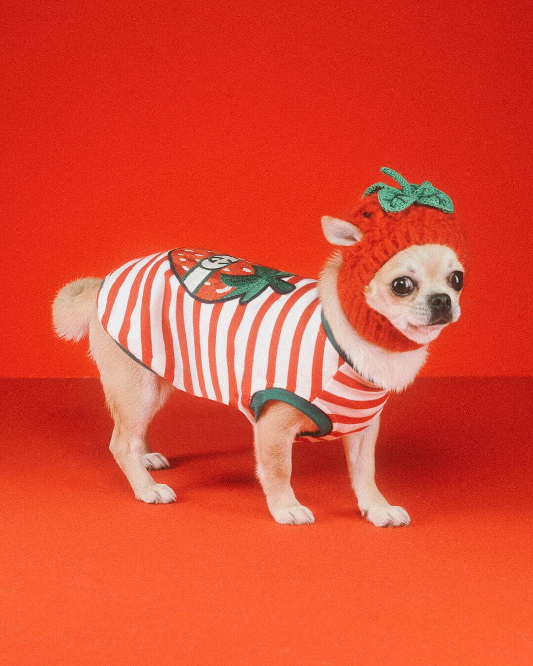 GUCCI 犬 服 いちご Sサイズ 赤 緑 小型犬 GUCCI 犬 服 いちご Sサイズ