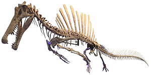 獣脚類2025」14mスピノサウルスを日本初公開＆肉食恐竜の進化史を辿る