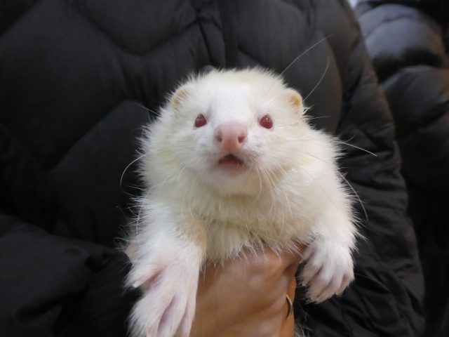 家族が決まりました☆（11/23～12/10） | FERRET WORLD