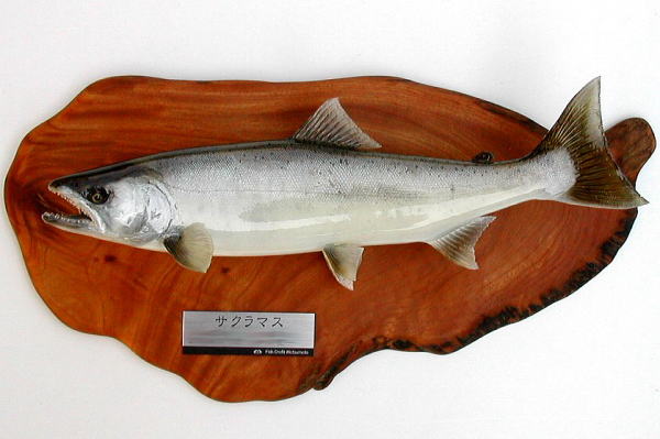サクラマス剥製【フィッシュクラフトマツモト】
