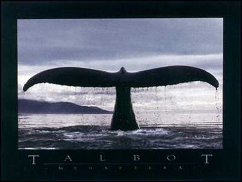 Megaptera Fine Art Print by Bob Talbot at FulcrumGallery.com