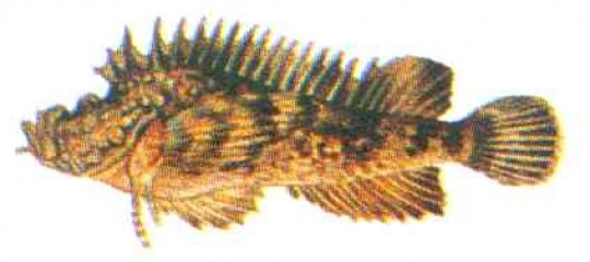 オニオコゼ ｜ 大阪湾のさかな図鑑 ｜ 図鑑 ｜ 大阪府立環境農林水産