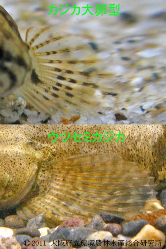 ウツセミカジカ ｜ 淡水魚図鑑（在来種） ｜ 図鑑 ｜ 大阪府立環境農林