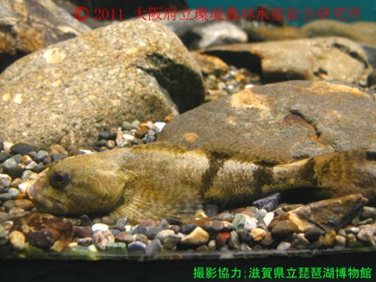 ウツセミカジカ ｜ 淡水魚図鑑（在来種） ｜ 図鑑 ｜ 大阪府立環境農林