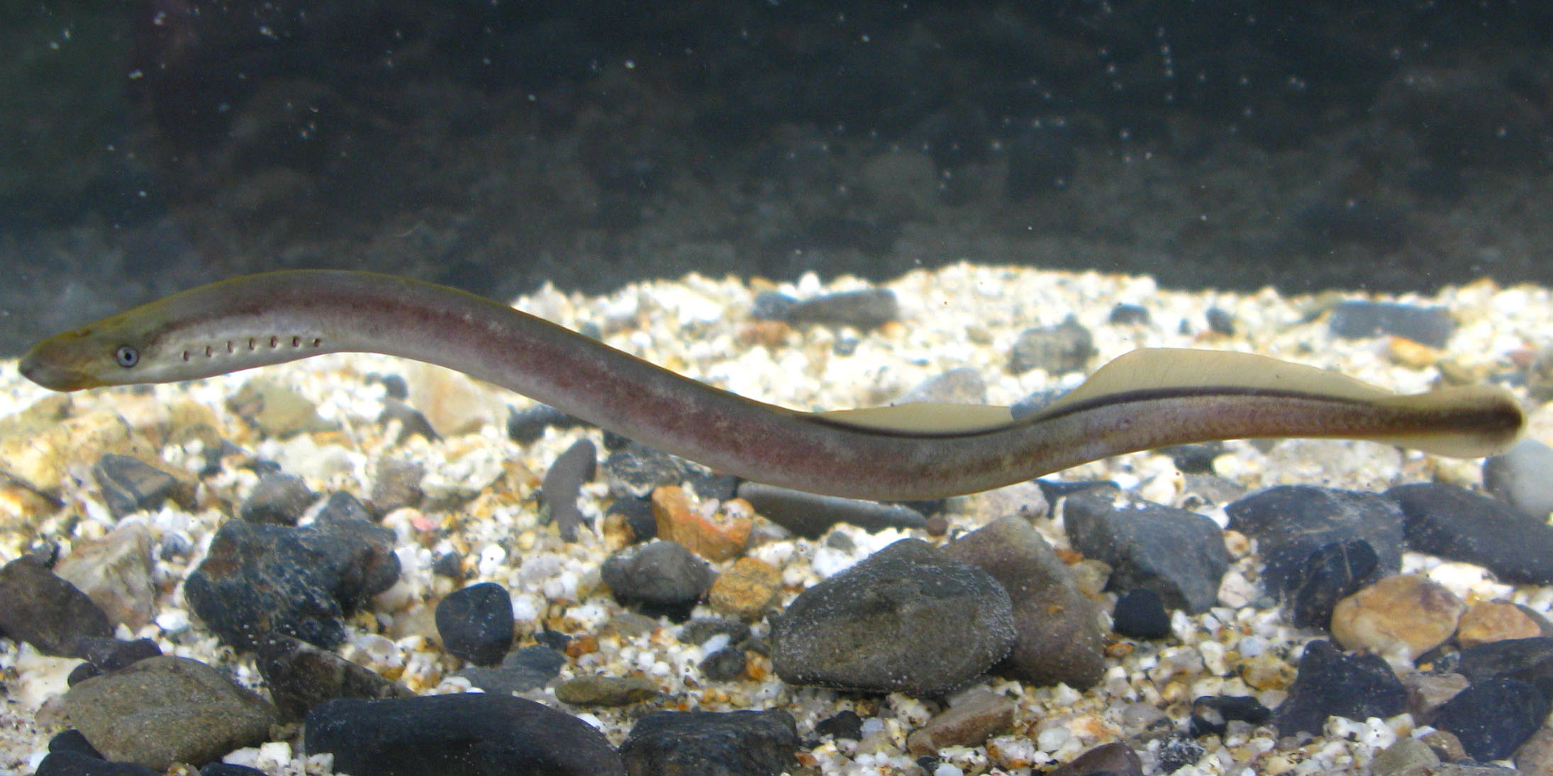 淡水魚検索図鑑（スナヤツメとその他） | 大阪府立環境農林水産総合研究所