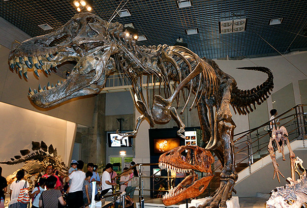 展示 ≫ 地球館大規模リニューアル直前見どころ紹介:: 国立科学博物館