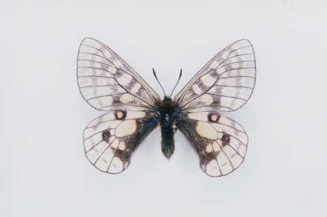 珍品1ペア】パルナシウス/P.Phoebus golobinus（アラスカ産）