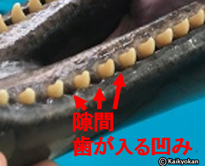 第183回 イルカの歯に注目！ | 市立しものせき水族館｢海響館｣ 公益財団