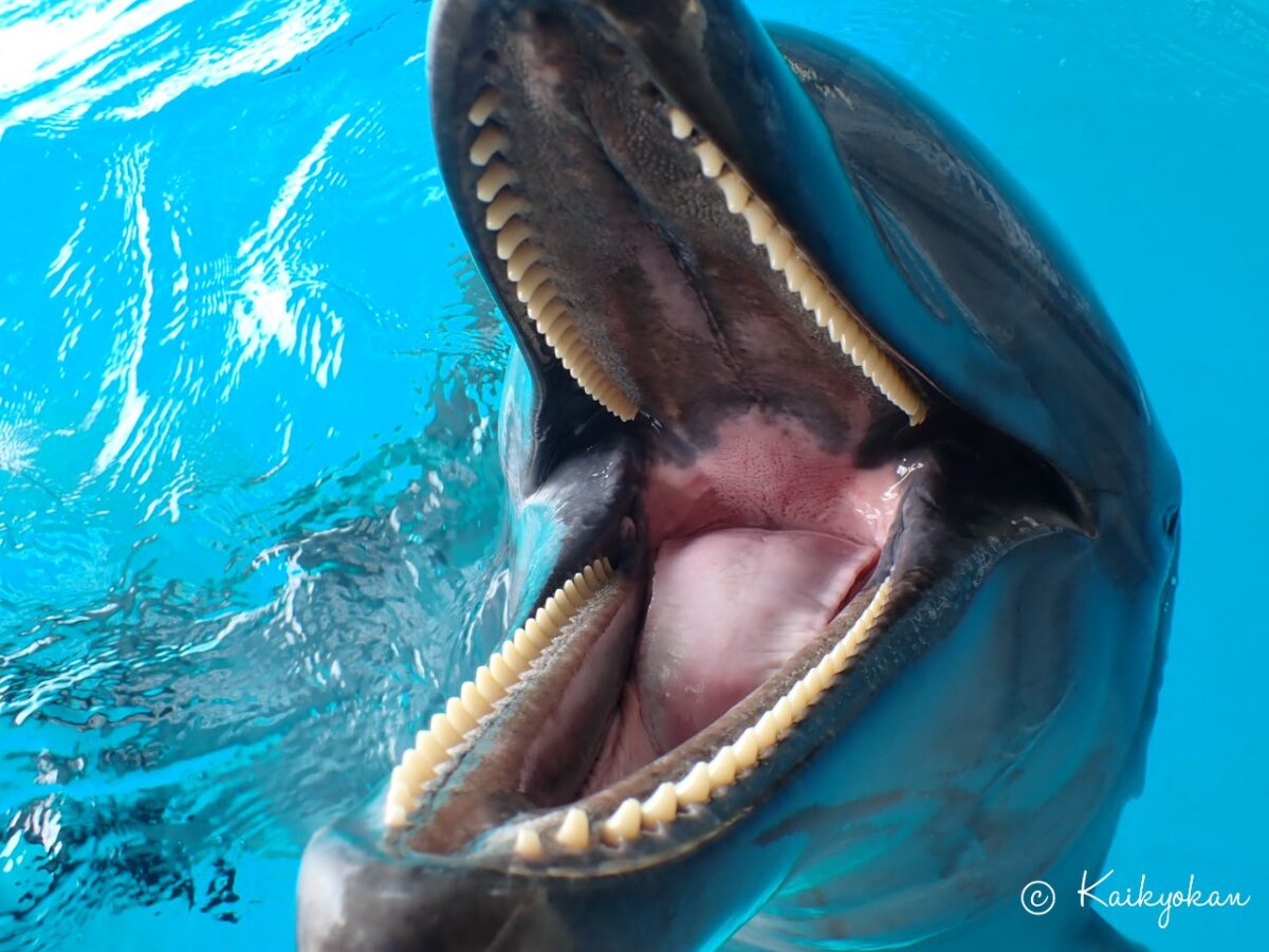 バンドウイルカの牙(歯) 種類によって特徴は様々？ハクジラの歯 | 札幌