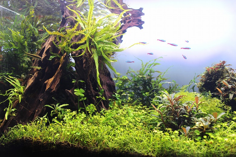 KBO TWINSTAR（ツインスター） LEDを使用した60cm水槽の水草レイアウト