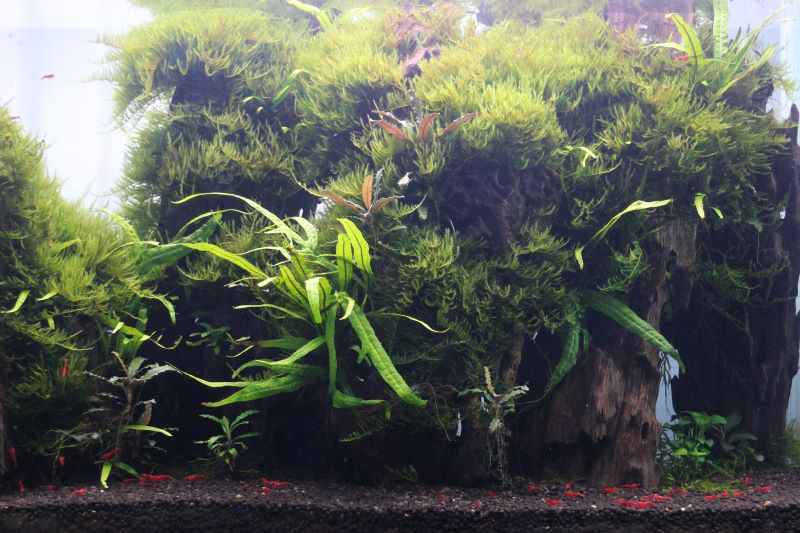 KBO TWINSTAR（ツインスター） LEDを使用した60cm水槽の水草レイアウト