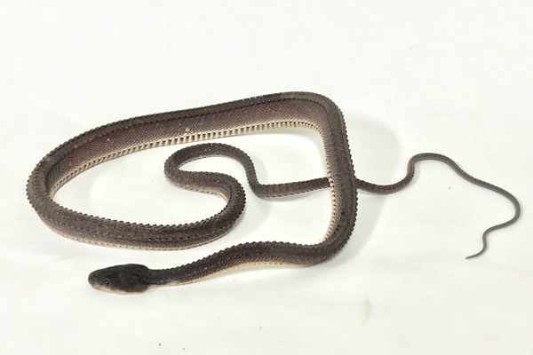 KBO 珍蛇界の重鎮 ミツウロコヘビ｜カミハタビジネスオンライン
