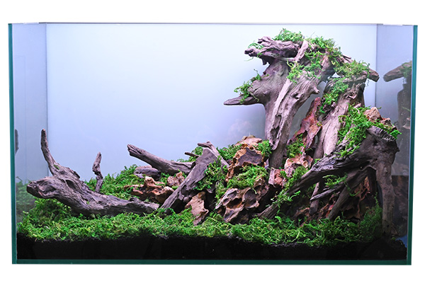 流木 ブランチウッド ホーンウッド 水景 レイアウト 他枝流木 水草水槽