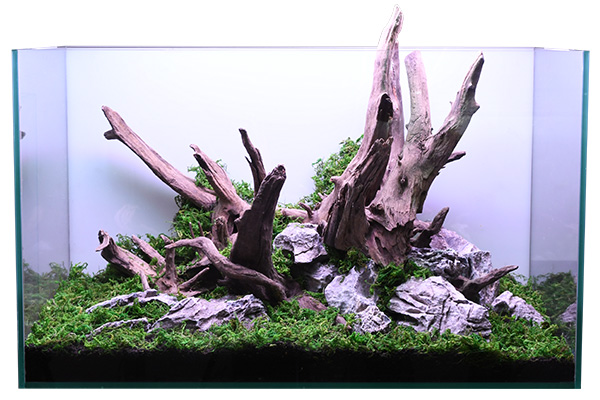 ADA ホーンウッド 4本 ADA ホーンウッド 流木セット ADA Review 「水景