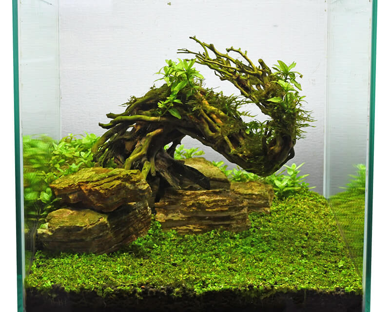 水景BONSAI：石・流木 ～神畑養魚株式会社～ 流木盆栽付き石 南米