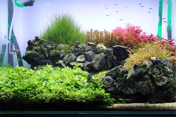 陽火石 気孔石 17kg アクアリウムロック 神畑養魚(株)用品 水中