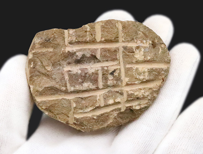 立体的なフォルムで、人気のモロッコ産の三葉虫、クロタロセファルス