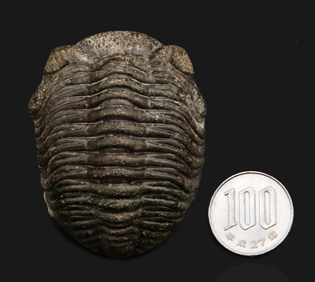 三葉虫 化石 Kainops 三葉虫 化石 Kainops 化石ギャラリー｜三葉虫の化石
