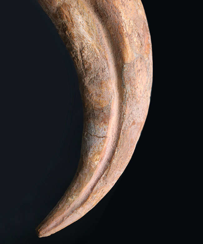 スピノサウルス ハンドクロウ かぎ爪 化石標本 肉食恐竜 獣脚類 1433