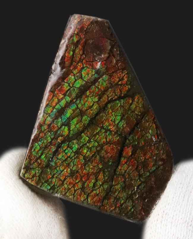 ドラゴンスキン標本！カナダ・アルバータ州の大地が生み出した、化石で