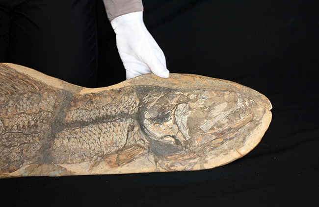 一期一会の希少化石！ブラジル産の肉食古代魚のカラモプレウルスの全身