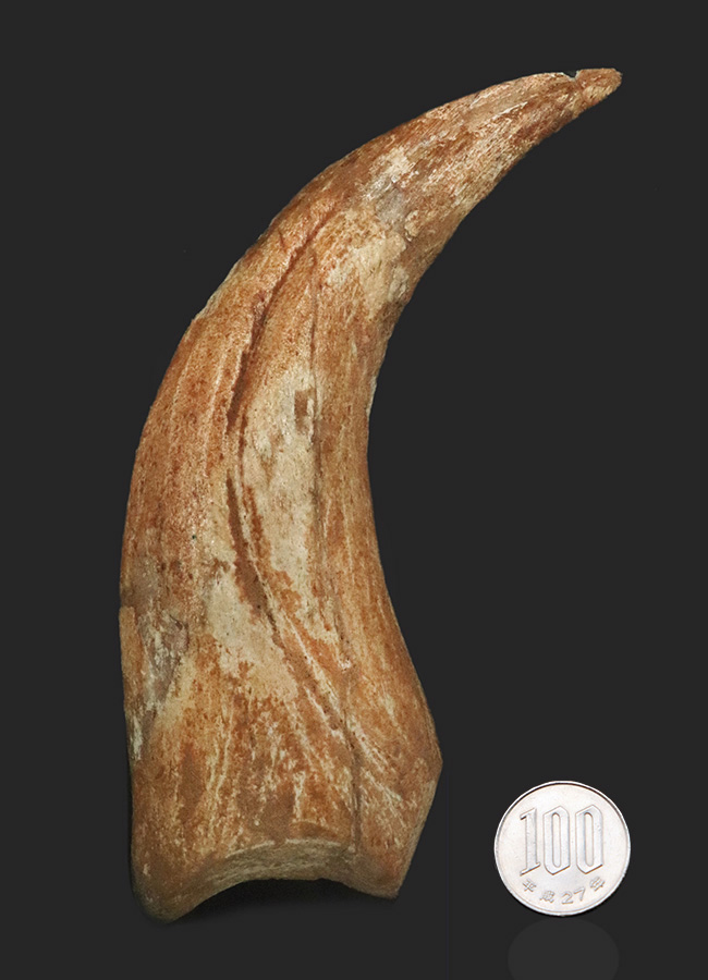 メガサイズ！保存状態良好！白亜紀後期のアフリカの湿地帯の頂点捕食者