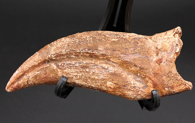 カルカロドントサウルス ハンドクロウ かぎ爪 化石 肉食恐竜 獣脚類